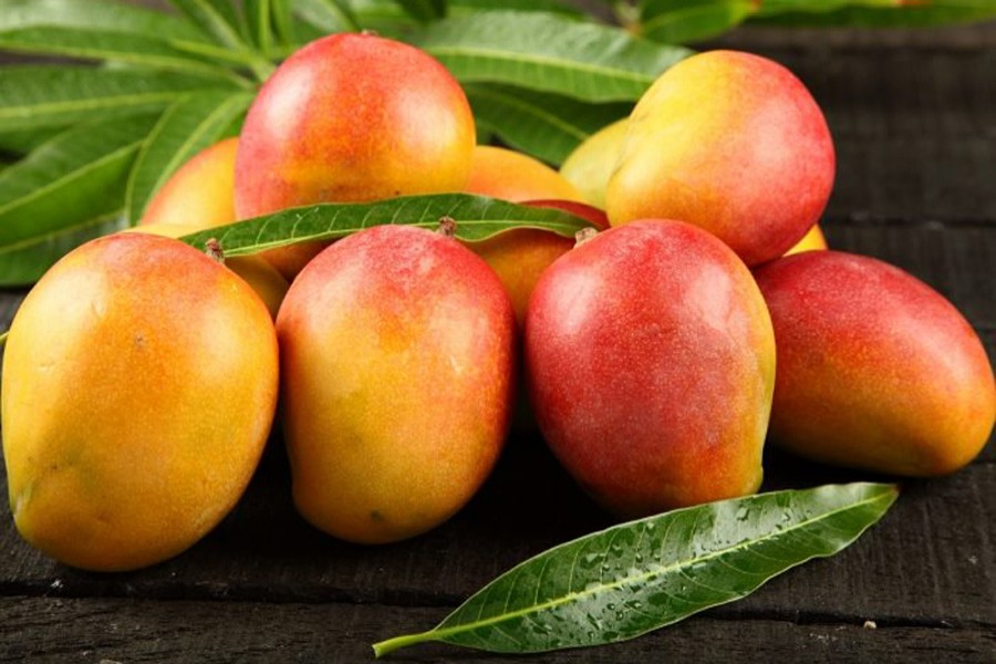 Rajshahi starts mango exports to Europe's chain shops