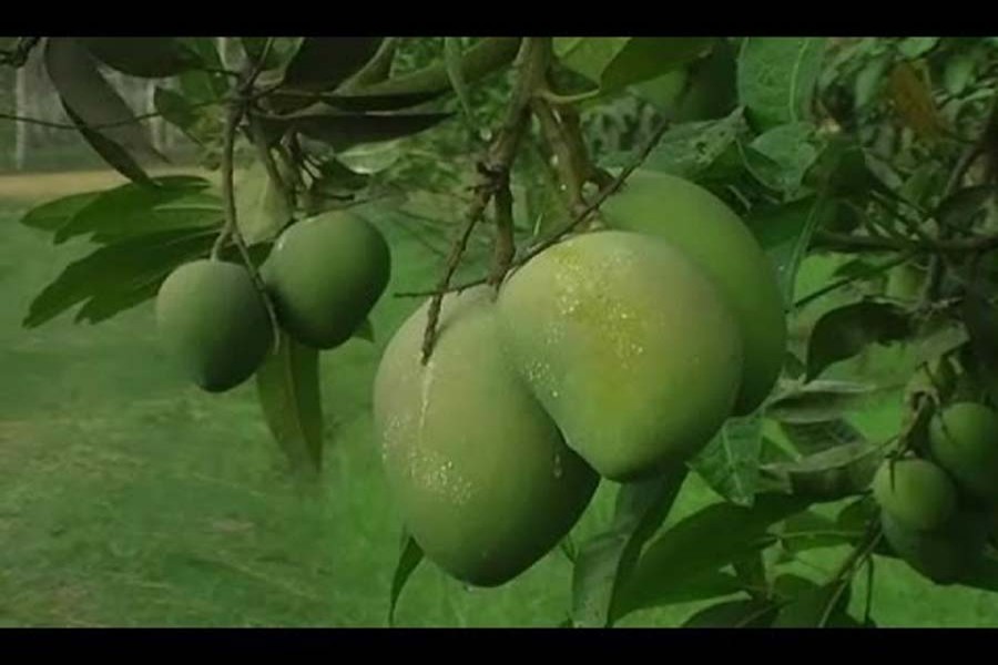 Farmers eye record Haribhanga mango production this year