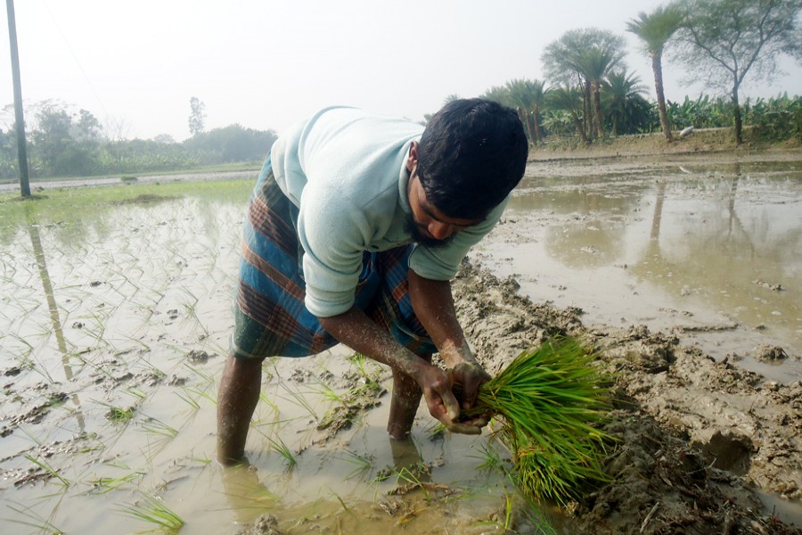 A farmer planting Aus seedlings on a piece of land in Jagla village under Magura Sadar on Sunday    	— FE Photo