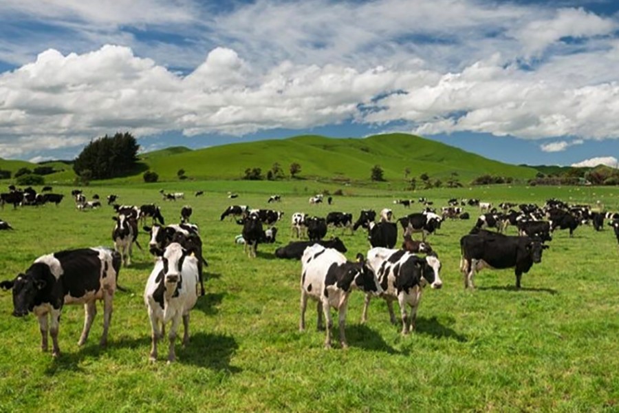 NZ to kill 0.15m cows to end bacterial disease