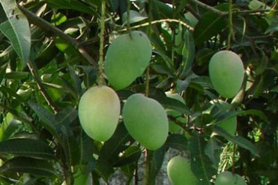 Mango exports from Rajshahi to European markets rising