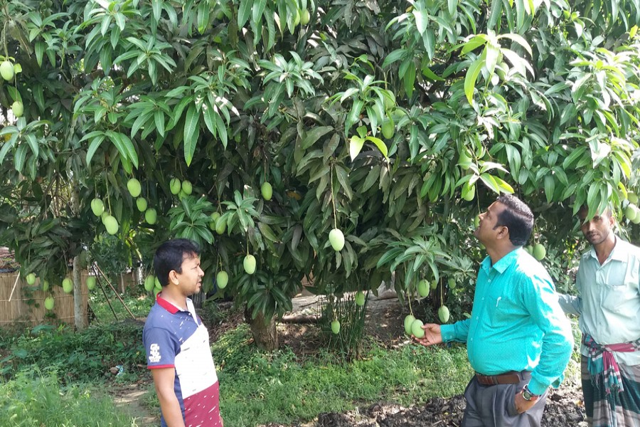 Mango cultivation expanding in Gopalganj