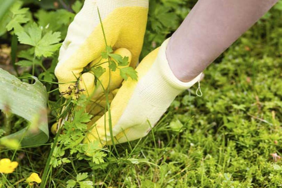 Weed management essential to boost food output