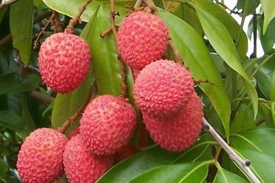 DAE officials suggest  marketing mature fruits