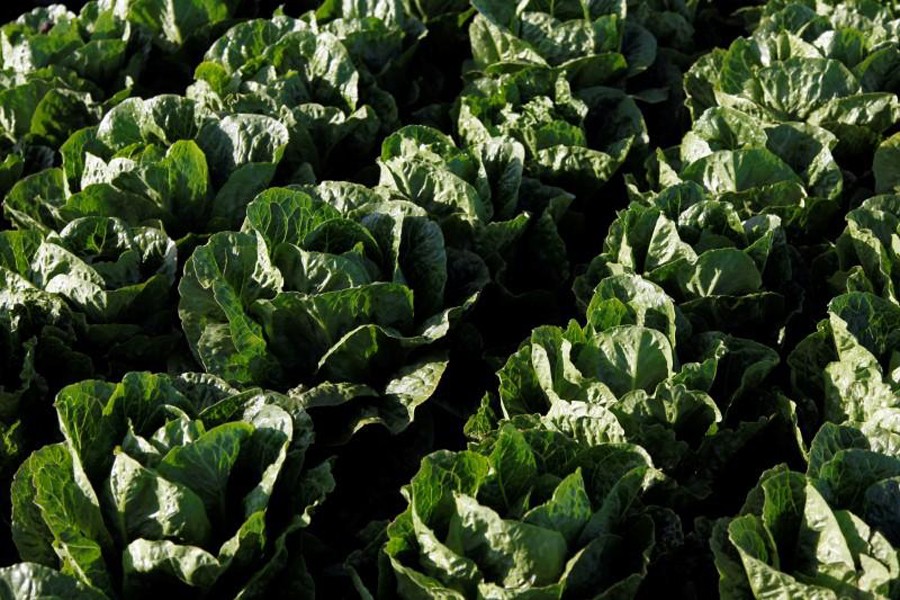 Romaine lettuce grows near Soledad, California, US, May 3, 2017. Reuters/File Photo