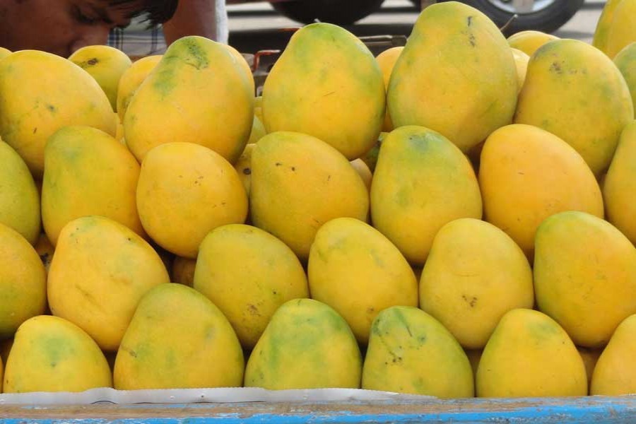 Brisk mango trading in Rajshahi, C’nawabganj