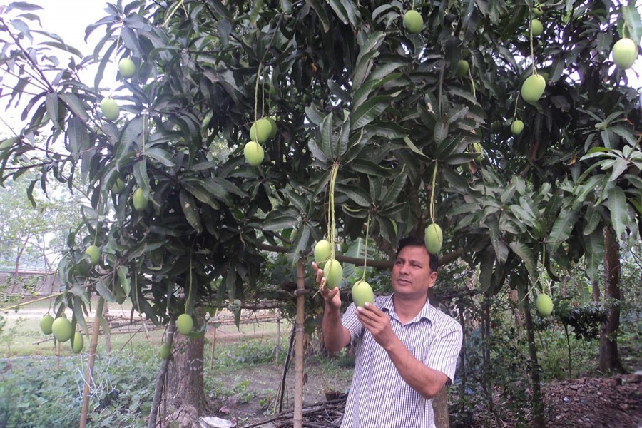 Commercial mango cultivation gains popularity in Naogaon