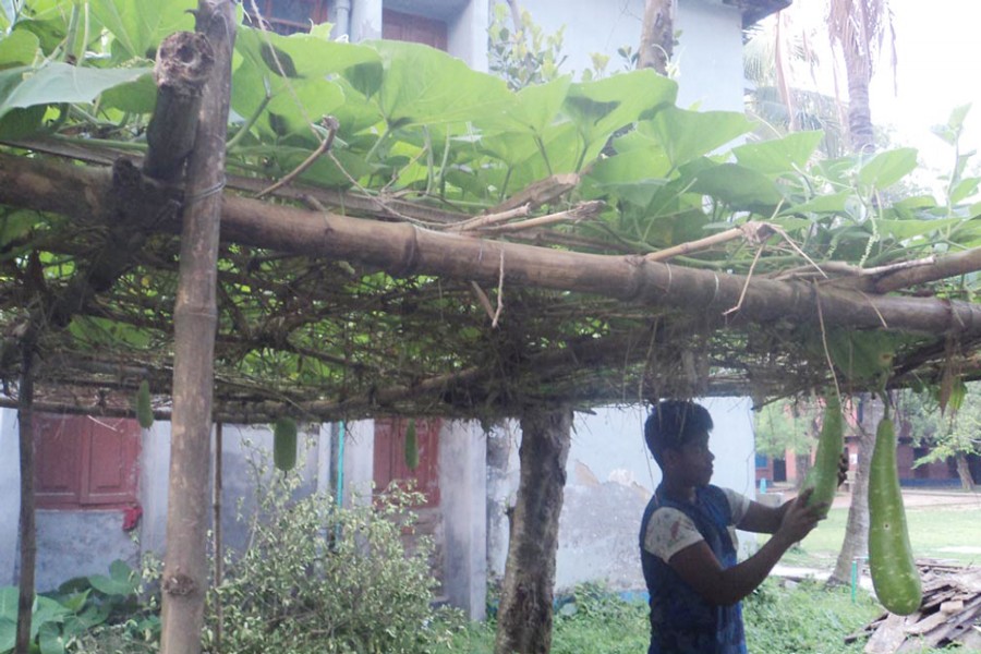 A farmer taking care of his bottle gourd plants in Akkelpur upazila of Joypurhat on Thursday 	— FE Photo