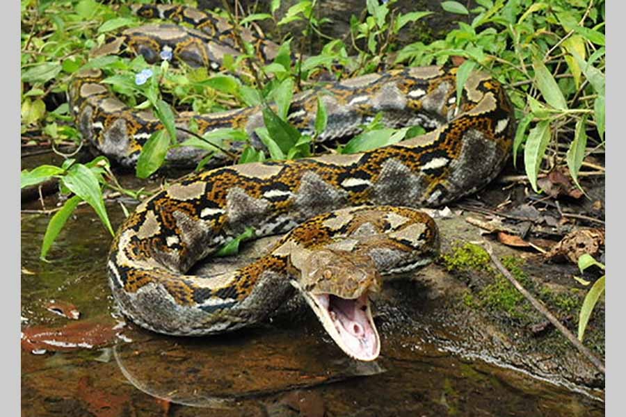 Python kills, swallows Indonesian woman