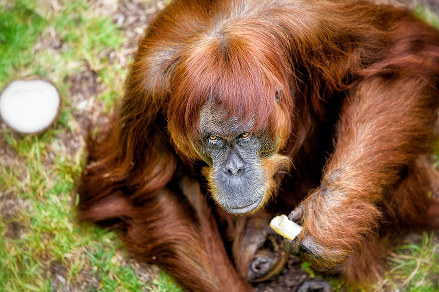 Puan left an "incredible legacy" of 11 children and a total of 54 descendants across the US, Europe and elsewhere. Photo Credit: Alex Asbury