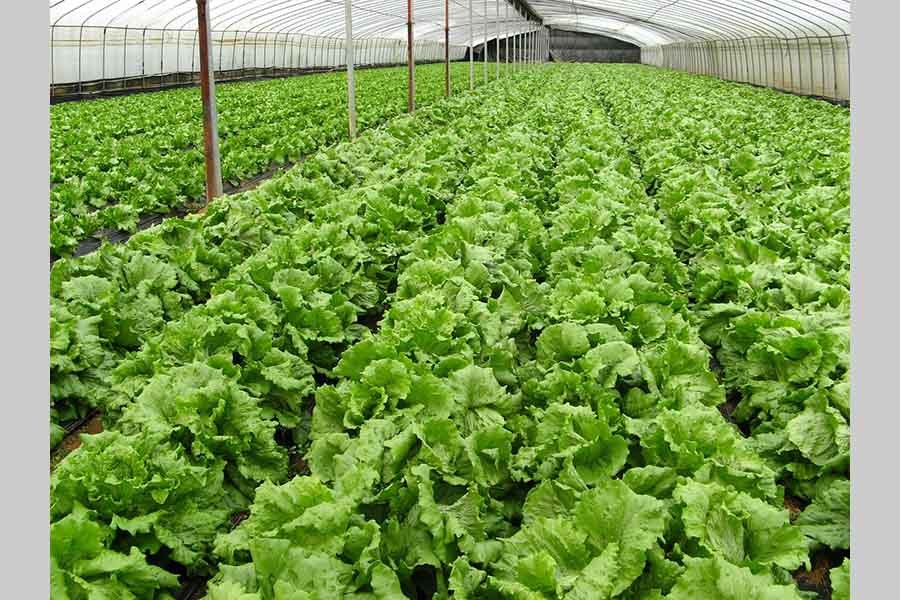 Boosting organic farming   