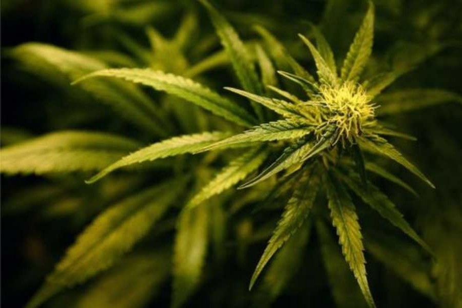 Visitor finds cannabis plants growing in Japanese parliamentary building