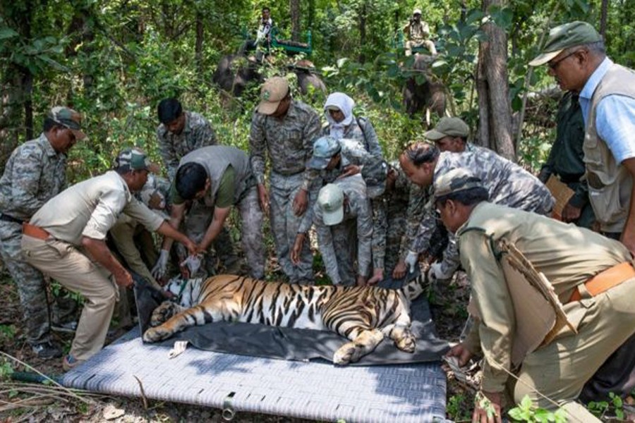 Forest officials carefully lift MB2 on to a gurney for transportation. Photo: BBC