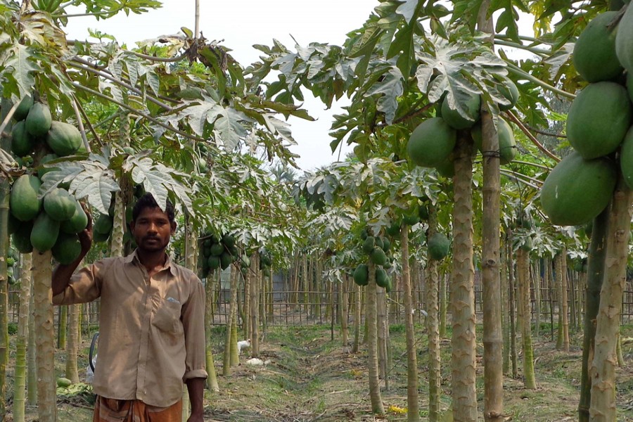 Nur Alam taking care of his papaya orchard in Balapara village of Haridevpur union under Rangpur Sadar on Sunday 	— FE Photo