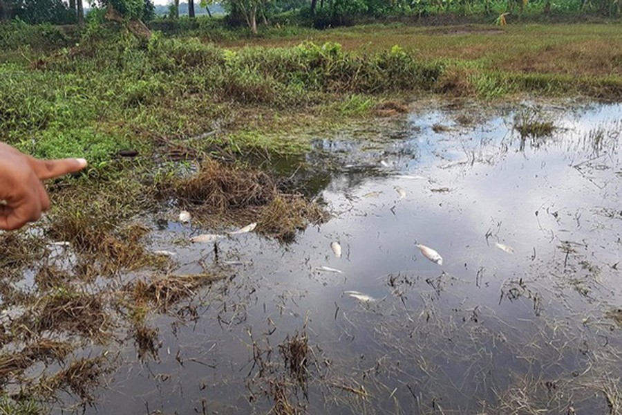 Dead fish float over Halda River as a result of industrial waste