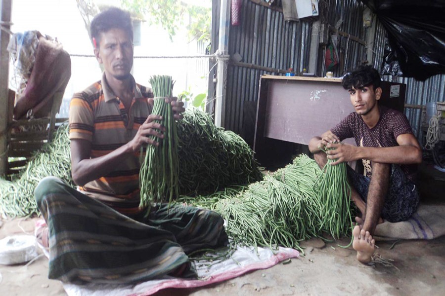 A couple of peasants in Vasila village under Khetlal upazila of Joypurhat sorting snake bean for sale in the market on Tuesday 	— FE Photo