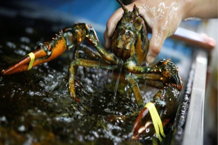 US lobsters are among goods subject to Chinese retaliatory tariffs. Reuters/Files