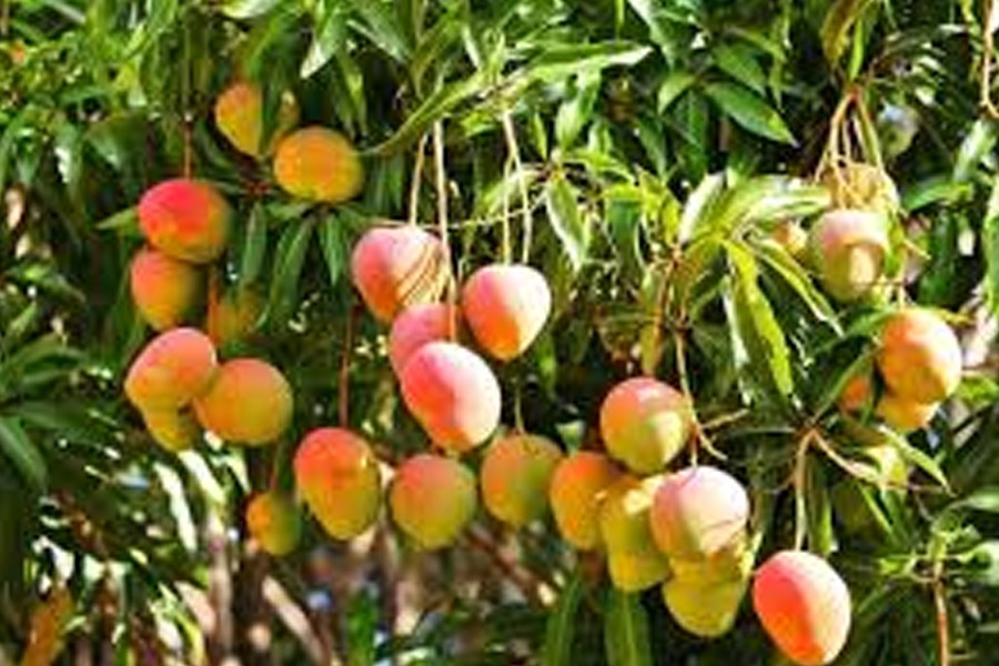 Good yield of Haribhanga mango fails to make growers smile