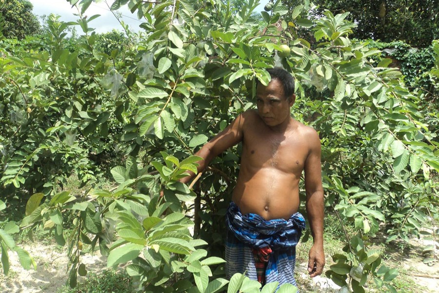 BOGURA: A farmer taking care of his Thai guava at an orchard in Shibganj upazila of Bogura district	— FE Photo