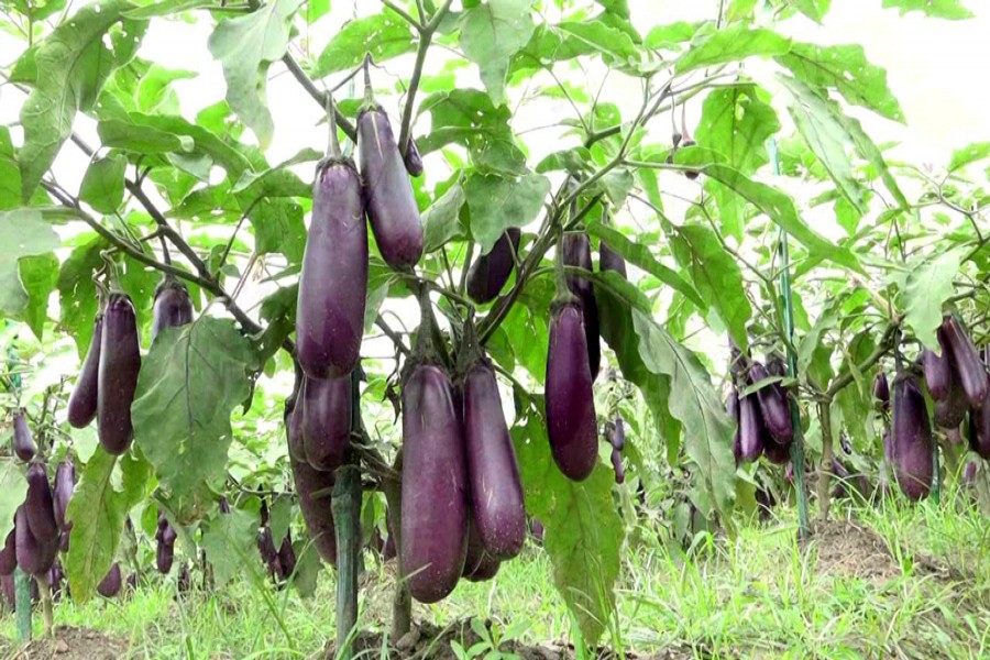 Bogura farmers expect bumper  off-season brinjal production