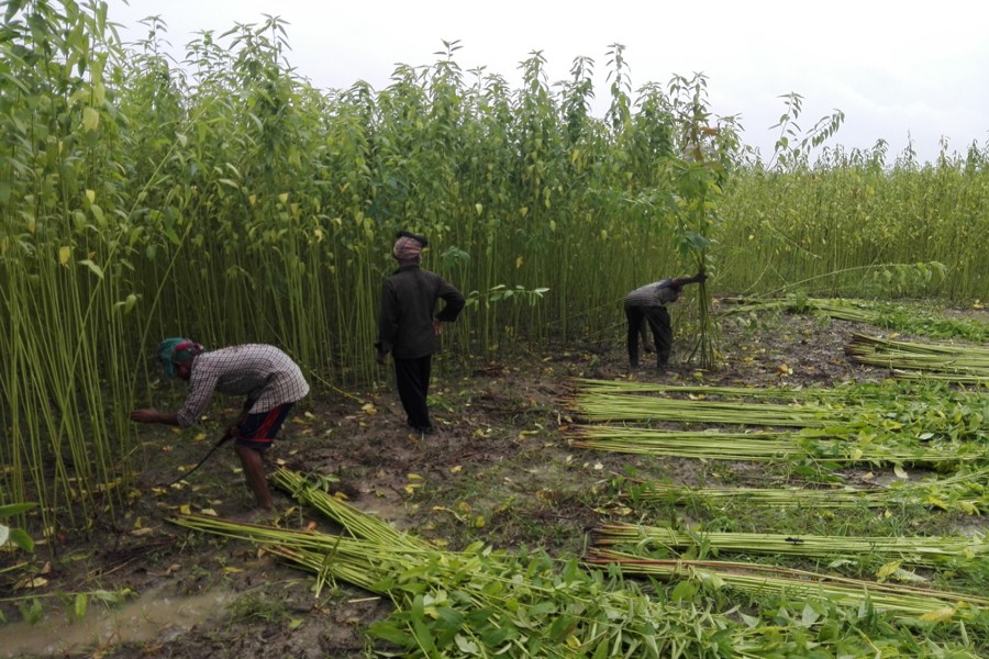 A group of farmers harvesting jute in Digarkul village under Gopalganj Sadar on Wednesday  	— FE Photo