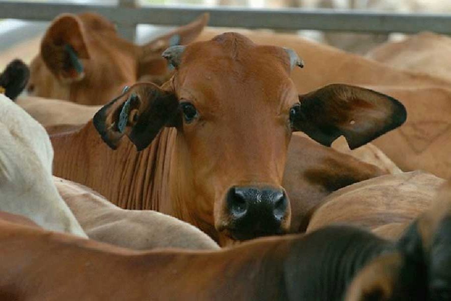 Satkhira cattle traders using steroids to fatten up cows before Eid