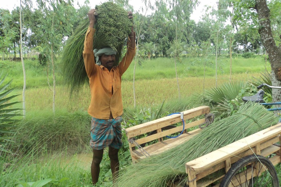 A broom maker returning home after collecting raw materials from the Nagore riverbed in Kharia Nishindara village under Kahaloo upazila of Bogura on Sunday   	— FE Photo