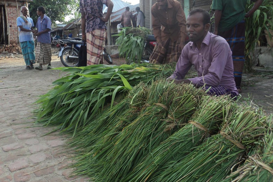 A grass seller waiting for customers at Digdair Bazar under Joypurhat Sadar on Tuesday    	— FE Photo