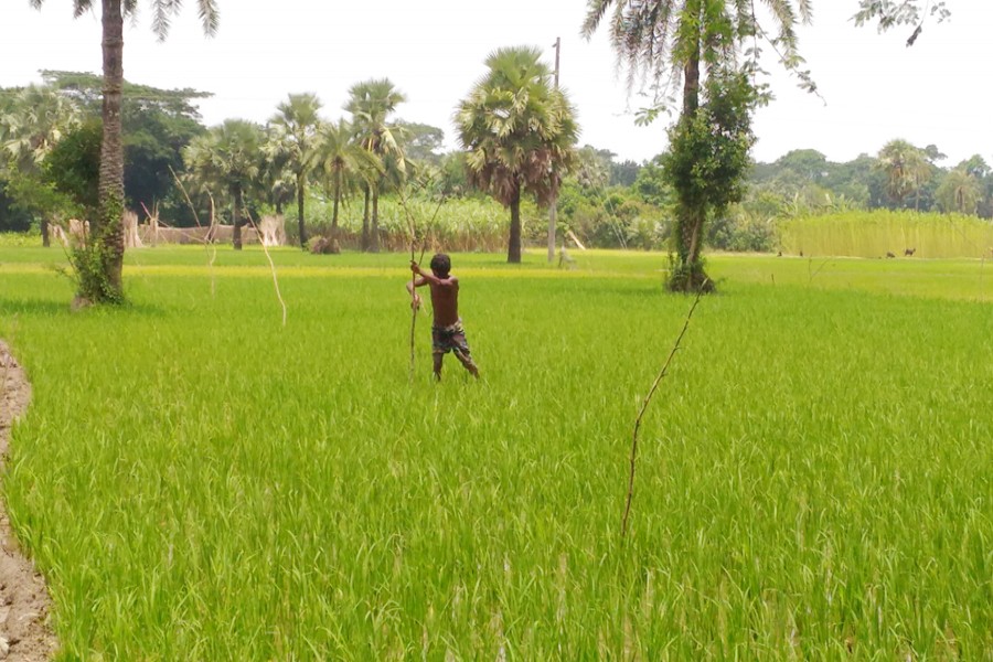 A farmer working on a T-Aman field in Jonashur village under Kasiani upazil of Gopalganj on Thursday    	— FE Photo