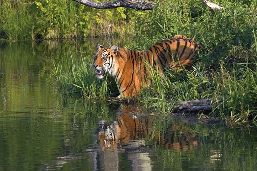 Sundarbans doesn't deserve an elegy so early   