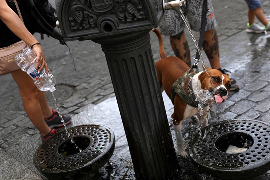 A dog drinks water from a public water fountain in Madrid as temperatures soar througout the Spain — Reuters photo