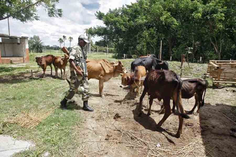 A BSF soldier guards captured cattle from the unfenced India-Bangladesh border in West Bengal, June 20, 2015. Reuters photo