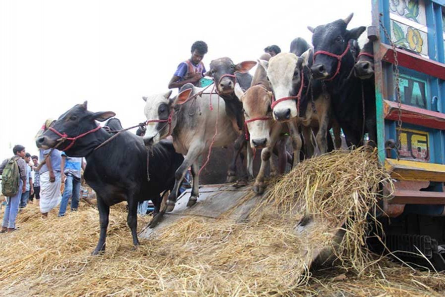 Tight vigilance curbs cattle influx from India