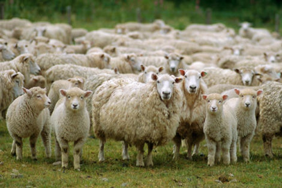 Rajshahi mulls over commercial sheep farming