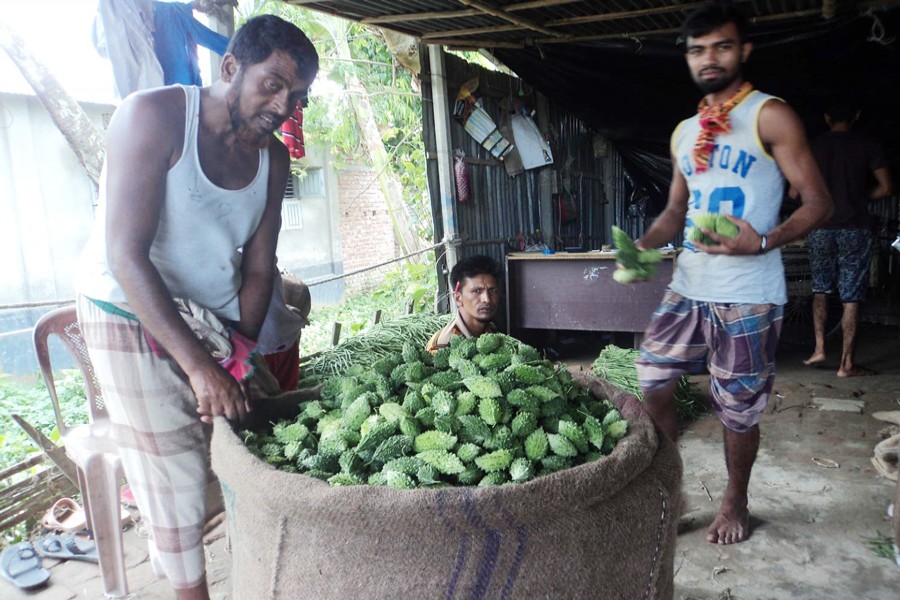 Labourers filling a sack with bitter gourd at a wholesale market in Borotara village under Khetlal upazila of Joypurhat on Sunday before transportation to different areas across the country    	— FE Photo