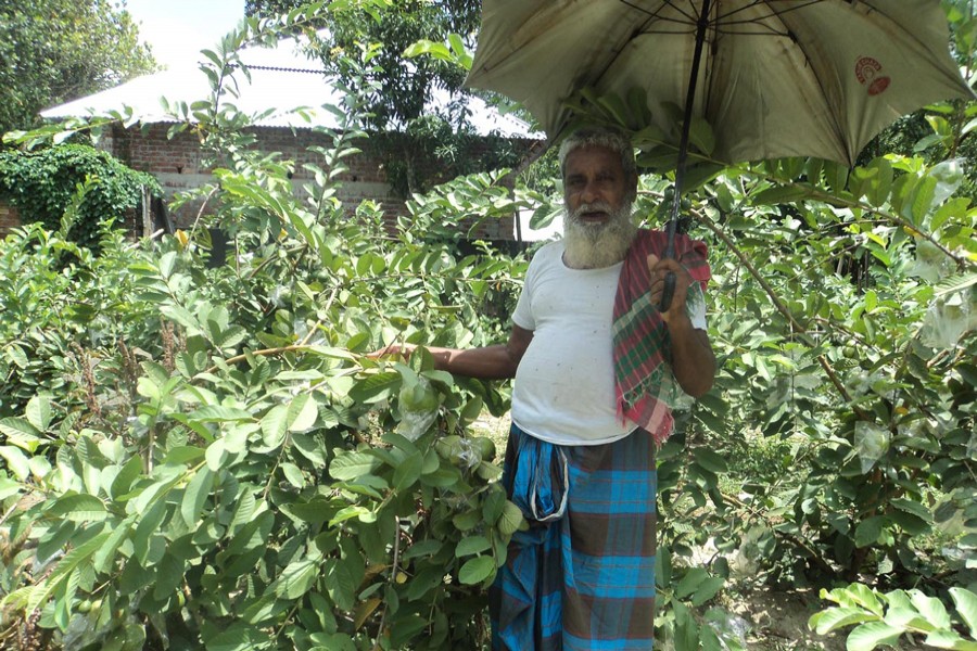 An elderly farmer taking care of his guava orchard in Kuraher village under Shibganj upazila of Bogura on Sunday   	— FE Photo