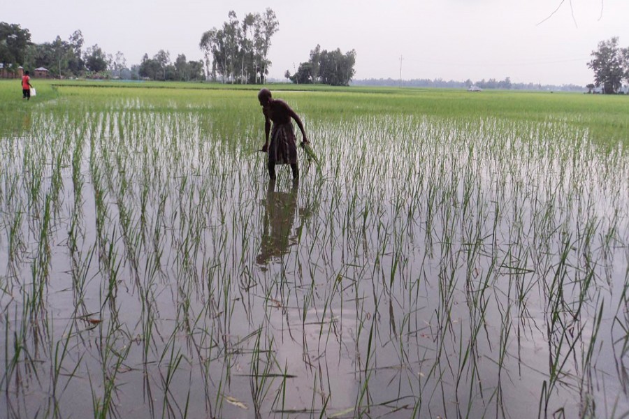 T-Aman cultivation progressing  fast in Pabna, Magura districts