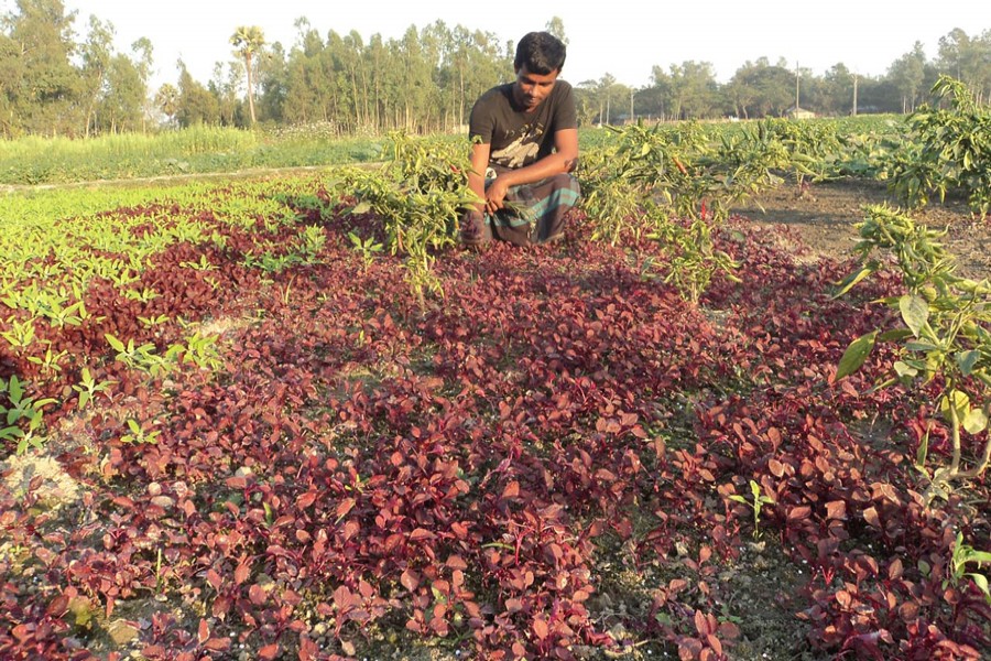 A farmer taking care of his red spinach field in Lalpur upazila of Natore on Wednesday   	— FE Photo