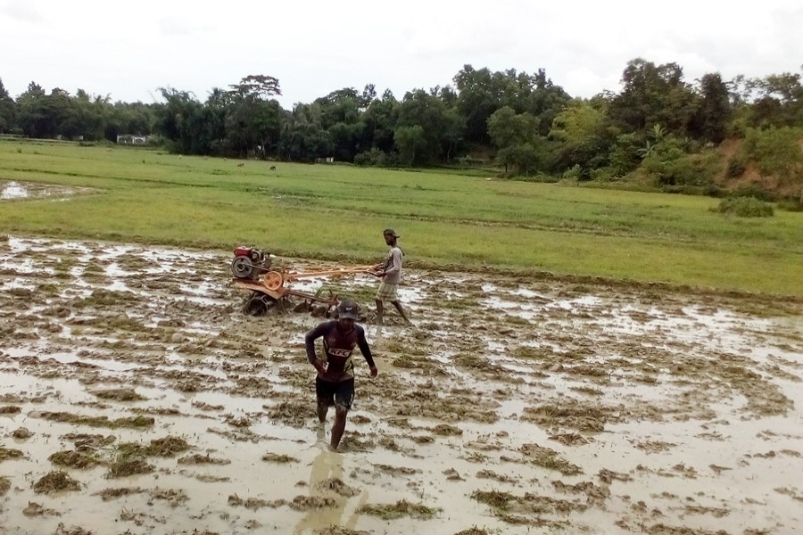 Farmers ploughing a piece of land for T-Aman cultivation in Beanibazar upazila of Sylhet on Thursday    	— FE Photo