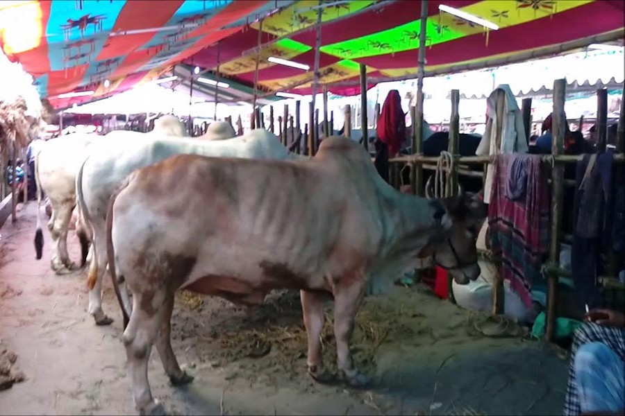 Reining in cattle prices before Eid   