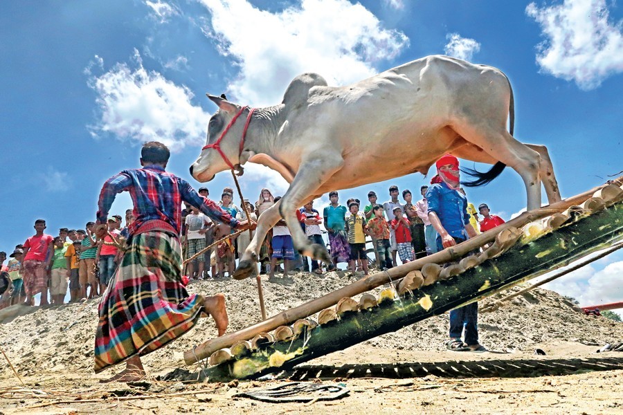 A cow leaping off a trawler at Postagola on Thursday as cattle are being brought to the city markets ahead of Eid-ul-Azha — FE photo by Shafiqul Alam