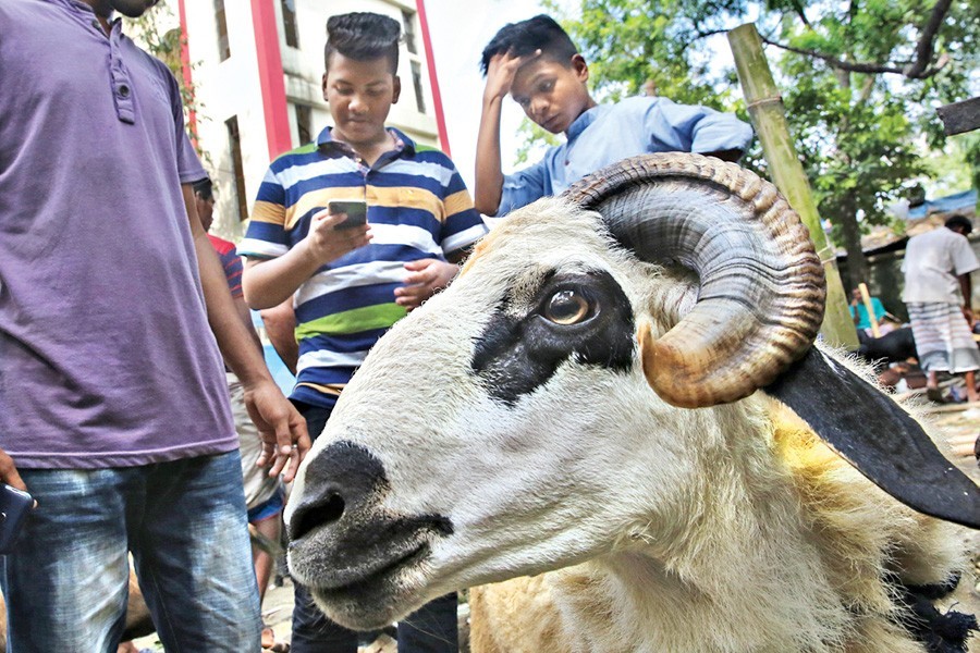 Buyers making choice of a sacrificial animal in the cattle market at the Khilgaon Government Primary School in the city on Saturday — FE photo