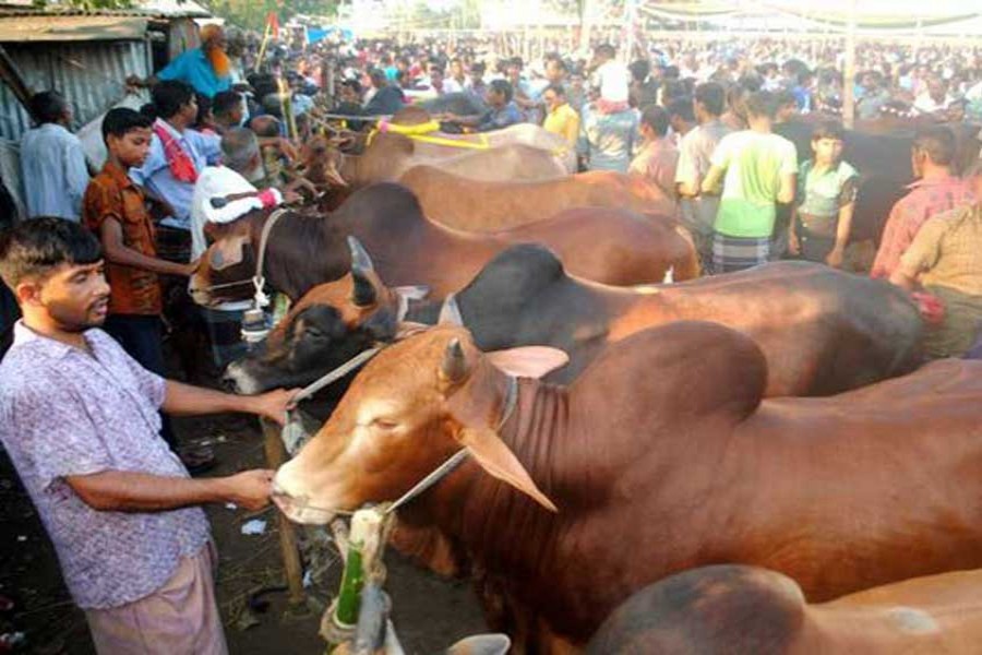 Tax anomalies at cattle markets go against Qurbani spirit: Experts  