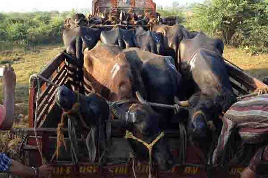 Huge cattle come from Assam illegally: Indian Media