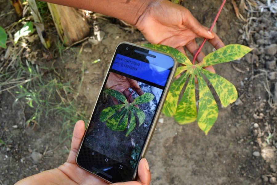 A mobile app that can help diagnose crop diseases or pests on crops is being developed. Photo: Collected