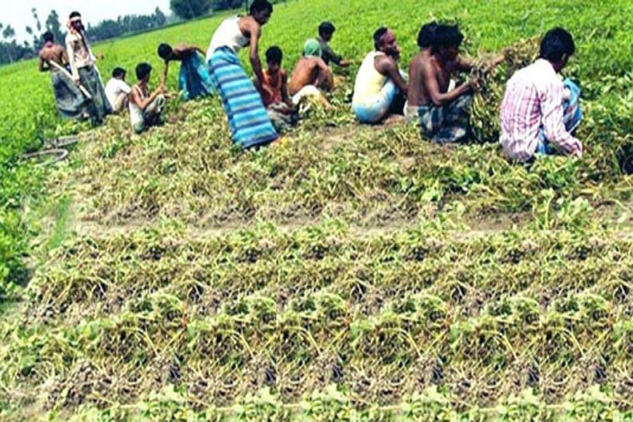 Farmers harvesting groundnut from a land in Rangpur on Saturday    	— BSS Photo