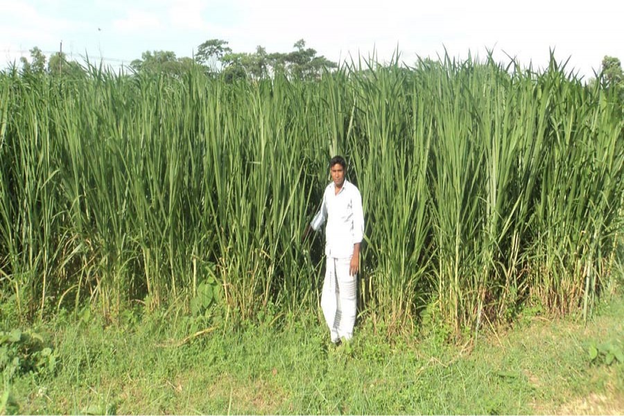 A farmer taking care of his Pungchu grass field in Sherpur upazila of Bogura on Saturday   	— FE Photo