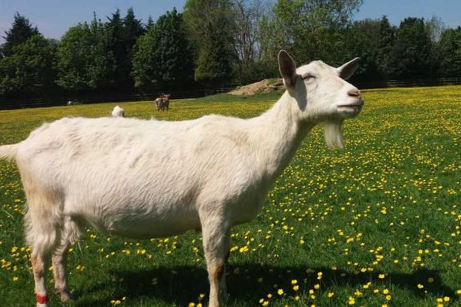 Jolly expressions attract goats