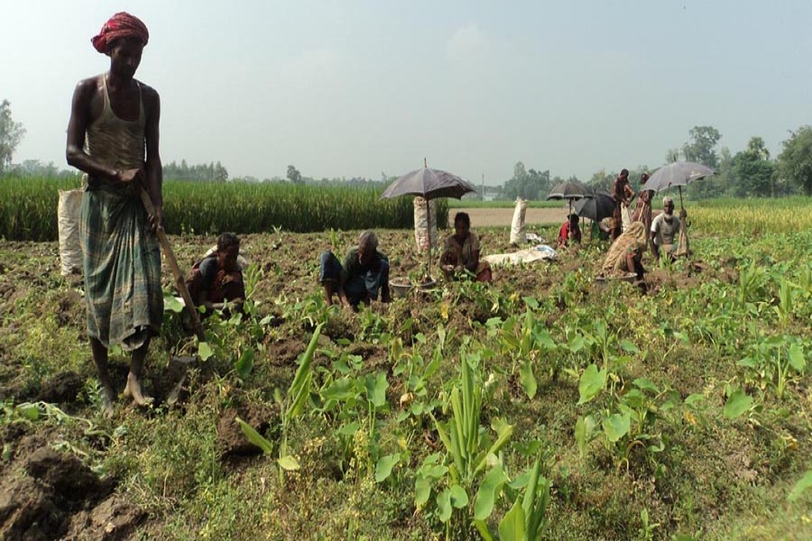 A group of cultivators harvesting arum in Joypurhat on Saturday     	— FE Photo