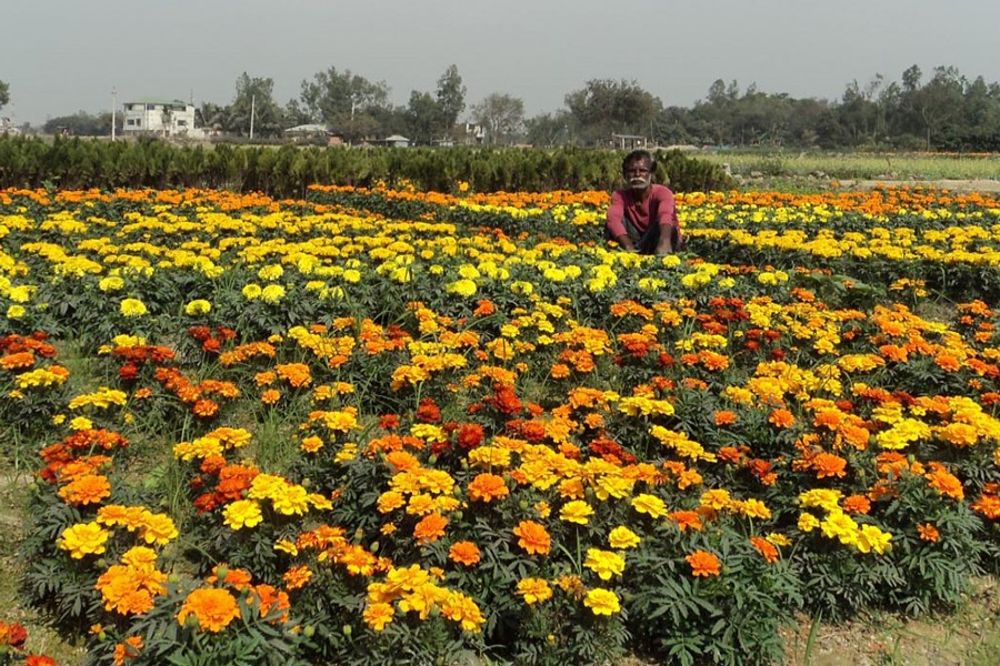 A view of a marigold flower field in Mohasthan village under Shibganj upazila of Bogura 	— FE Photo